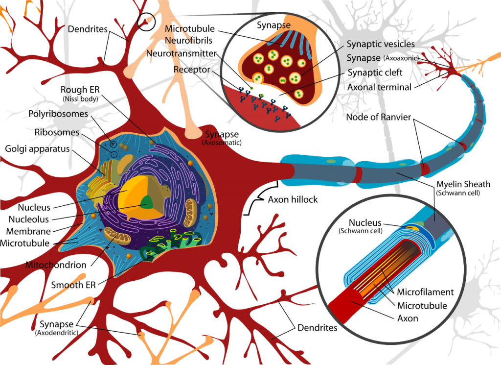 neuron-diagram