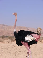 north-african-ostrich