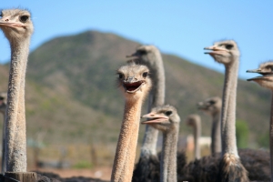ostrich-farm