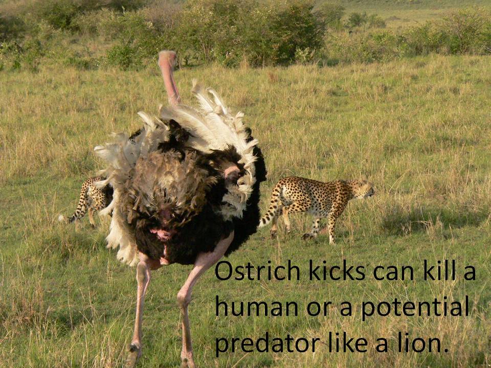 ostrich-kick-dangerous