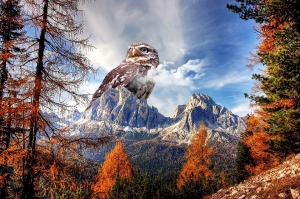 owls-live-in-mountains