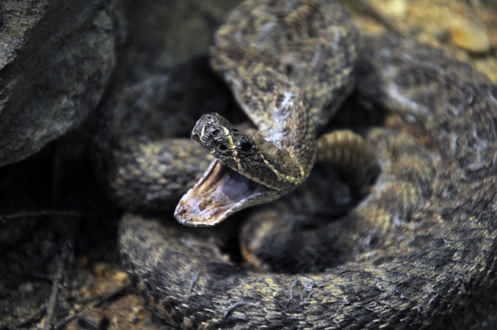rattle-rattlesnake