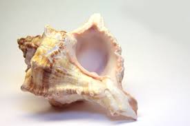 seashell-ear