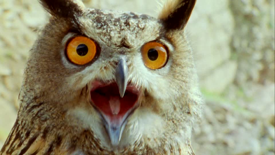 shouting-owl