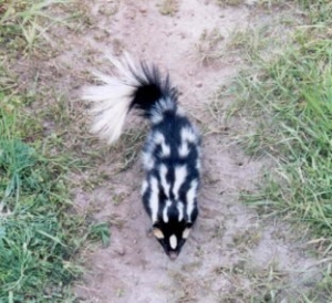 skunk-markings