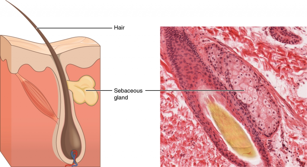 sebaceous-glands