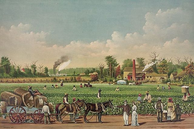 cotton plantations