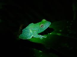 glass frog in the dark