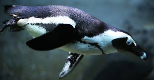 penguin camouflage