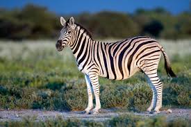 Quagga zebra