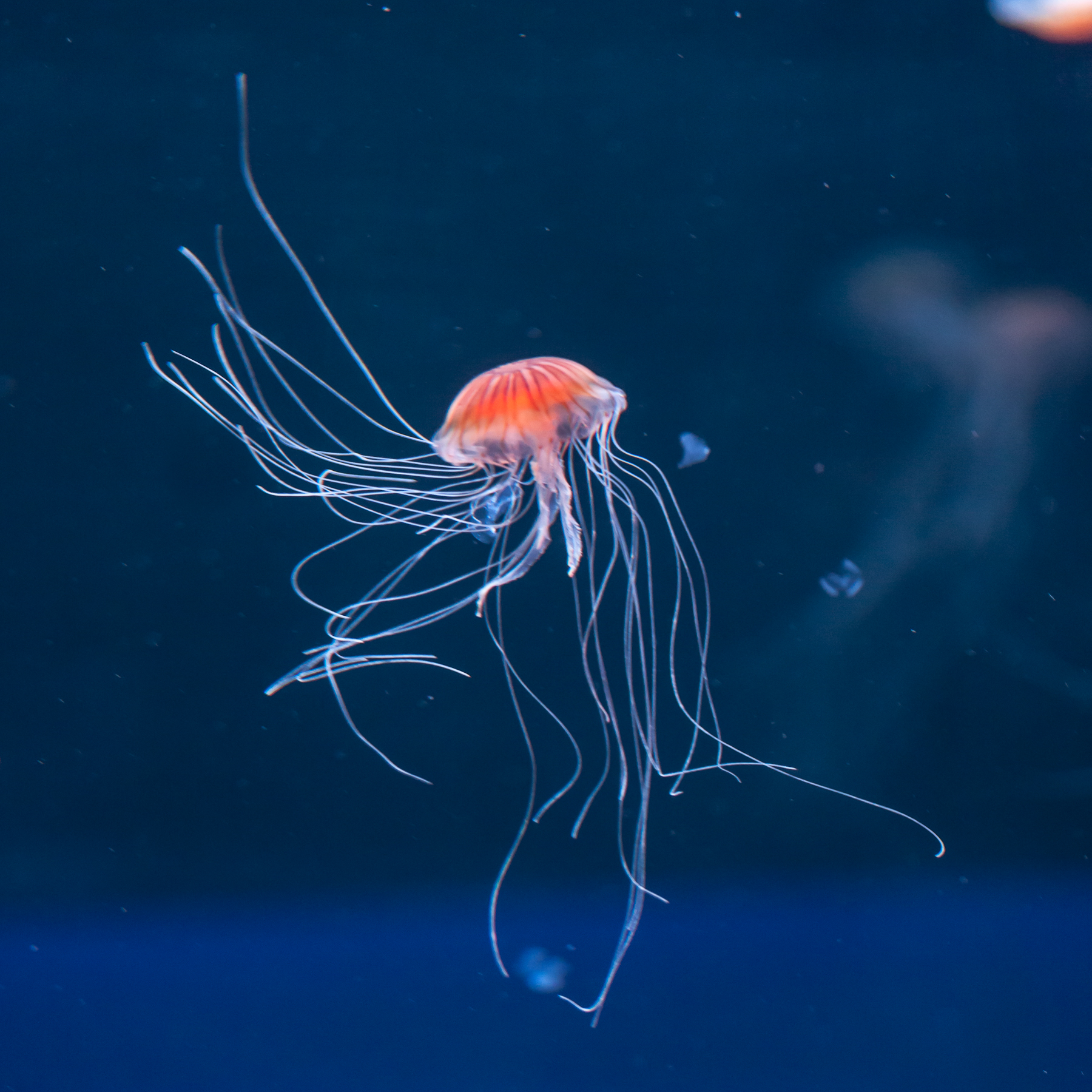 Jellyfish Facts For Kids in 2023 (Fun & Interesting)