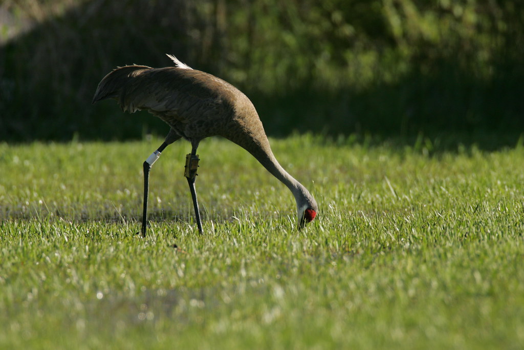 Mississippi sandhill crane