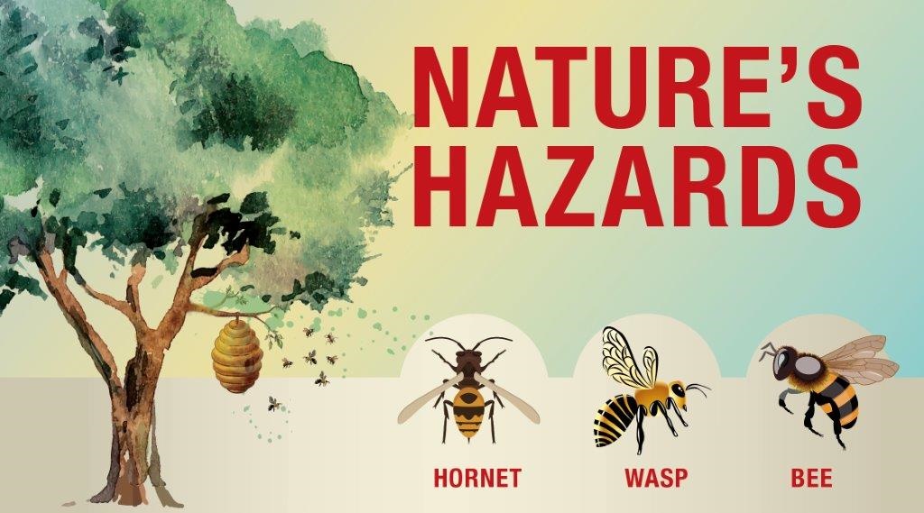 wasp vs bee