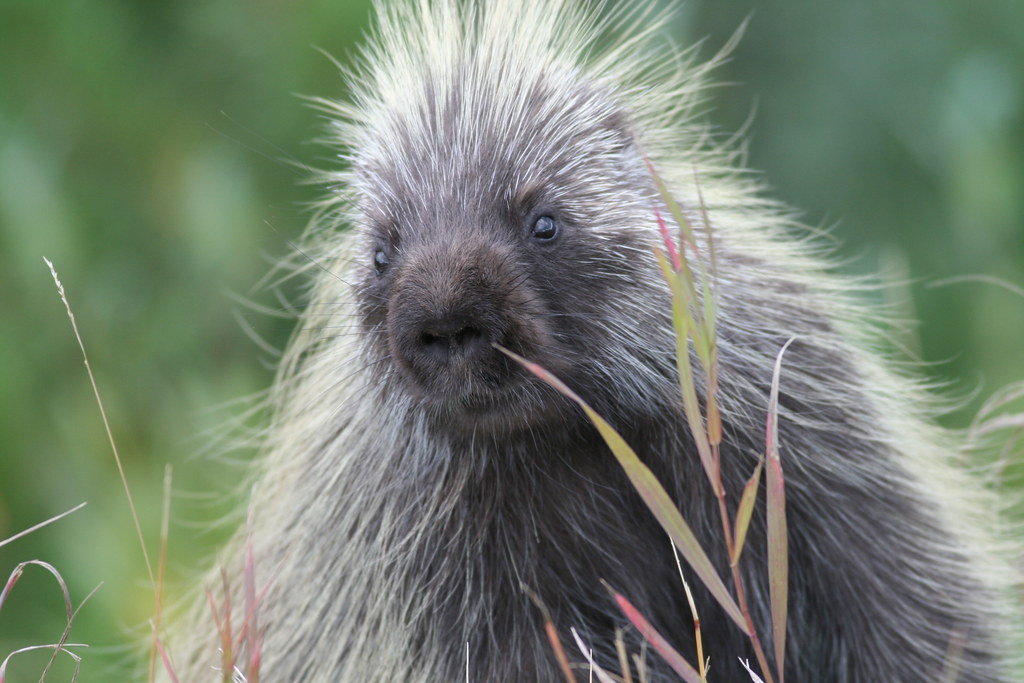 Porcupine Facts For Kids in 2023 (Fun Animals)