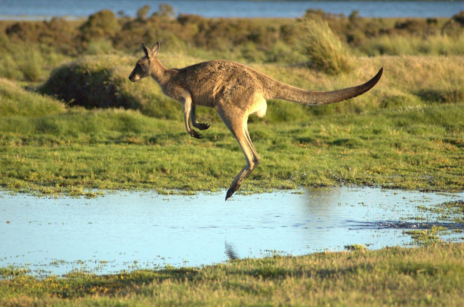 Kangaroo Jumping