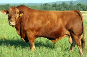 Gelbvieh Cow