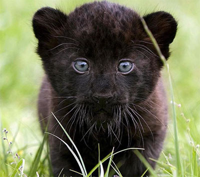 baby black panther cub