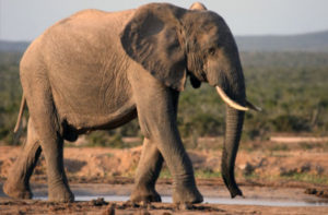 big african elephant