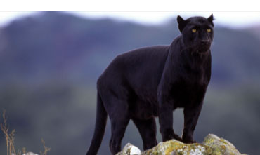 black panther looking