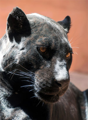 black panther spots underneath