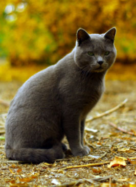 black cat breed