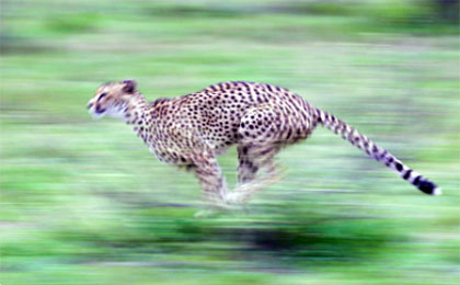cheetah runs very fast