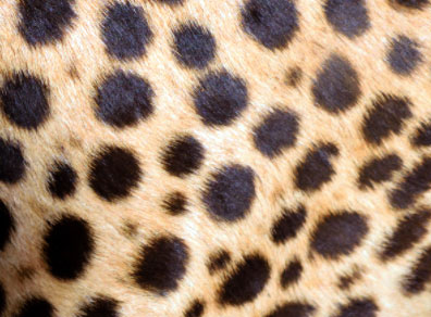 cheetah round spots