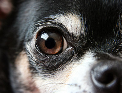 dogs eyes