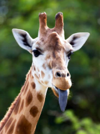 giraffe tongue