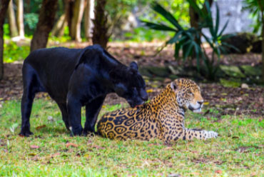jaguar and a black panther