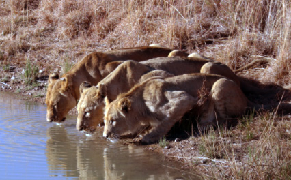 lion drinking water
