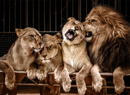 lion pride