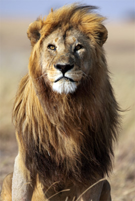 lions mane