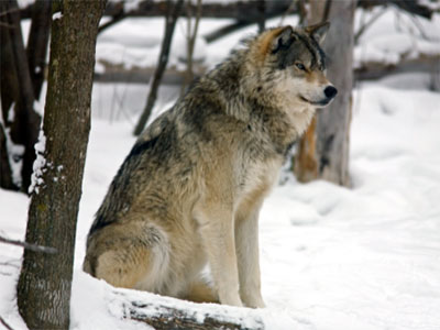wolves look like this
