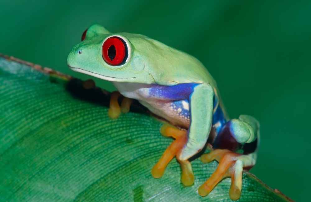 red eyed tree frog predators
