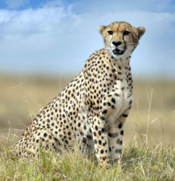 cheetah in a field