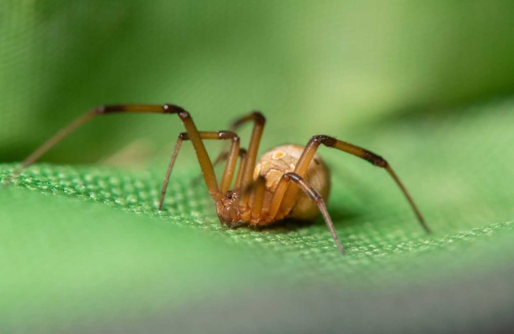 How to identify Brown Widow Spiders