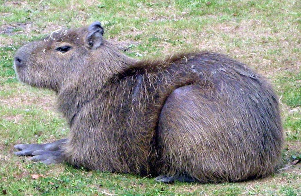 How big are Capybaras