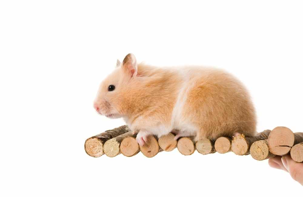 Teddy Bear Hamsters have short, round bodies with stocky legs and feet. 