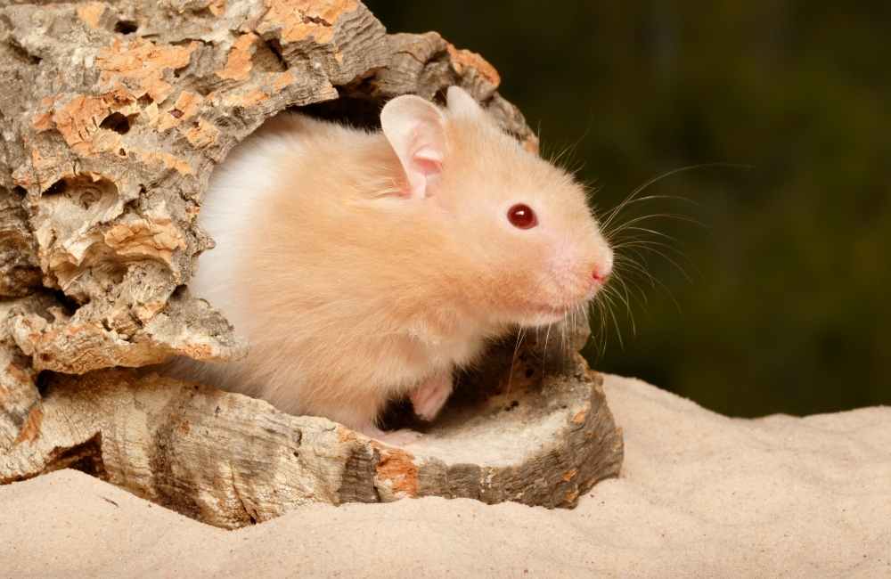Interesting Teddy Bear Hamster Facts For Kids (2023 Fun Facts)