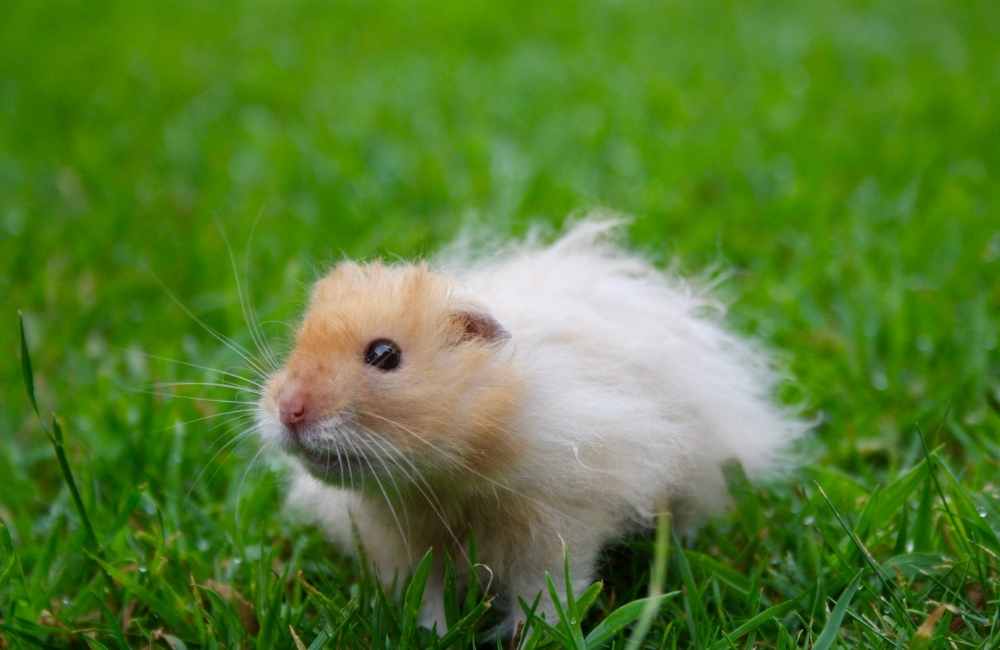 Expert Guide: Teddy Bear Hamster - Care, Lifespan, & Tips