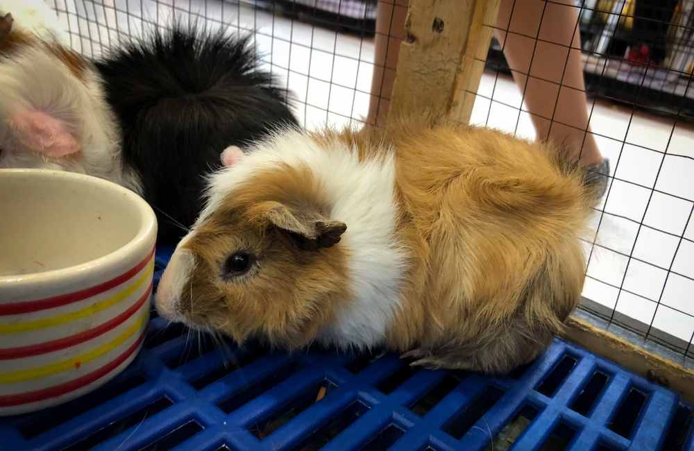 Teddy Bear Hamster Care, Lifespan, Size - Petsium