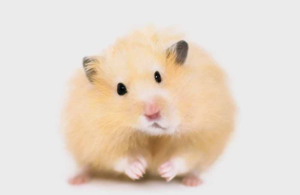 Teddy Bear Hamster Care, Lifespan, Size - Petsium