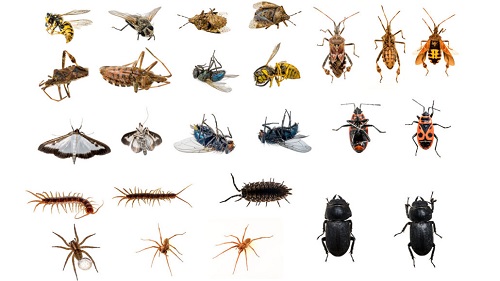List of Insects