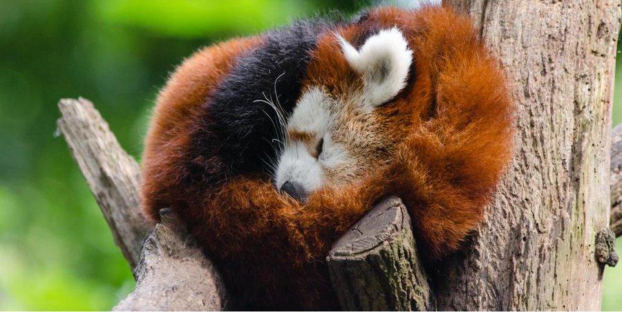 Red panda roll itself