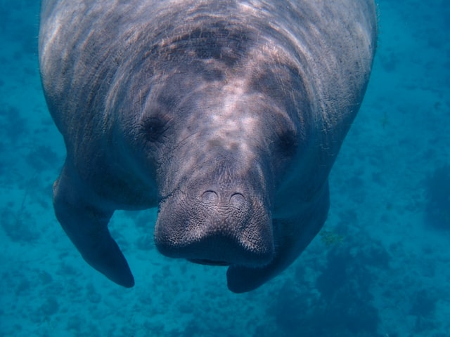 10 Interesting Manatee Facts For Kids