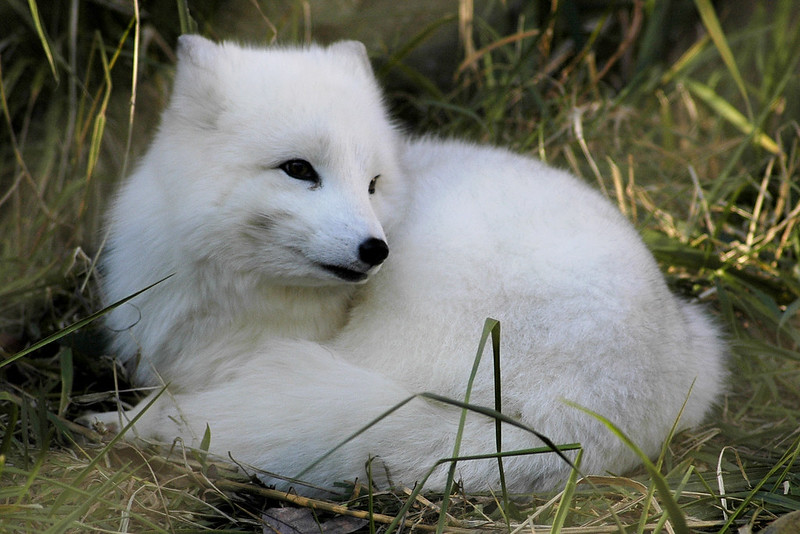 A baby Arctic fox is known as a kit