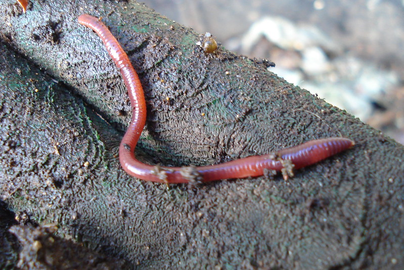 When cut in half, worms do not grow into two separate worms