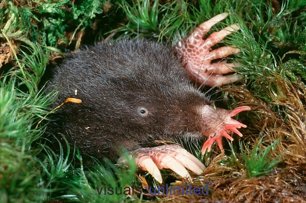 Moles have extra thumbs