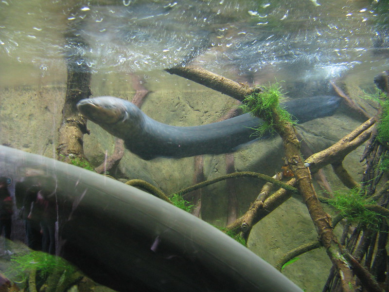 Electric eels don’t belong to the eel family 